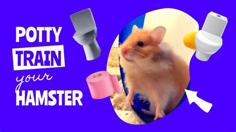 piss hamster|Potty Training